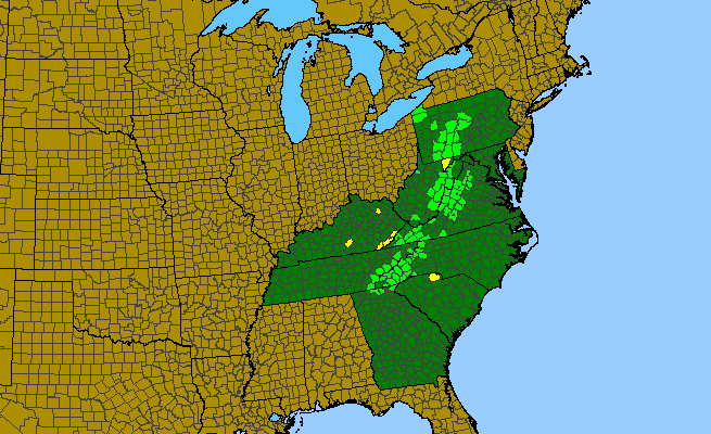 The range of Angelica triquinata